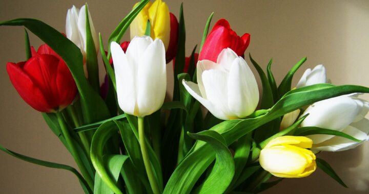bouquet-of-tulips-2040310_1920